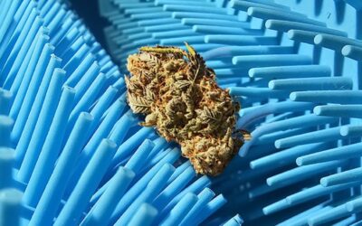 Bud Trimming Reinvented by Softrim with High Throughput and Silicone Fingers