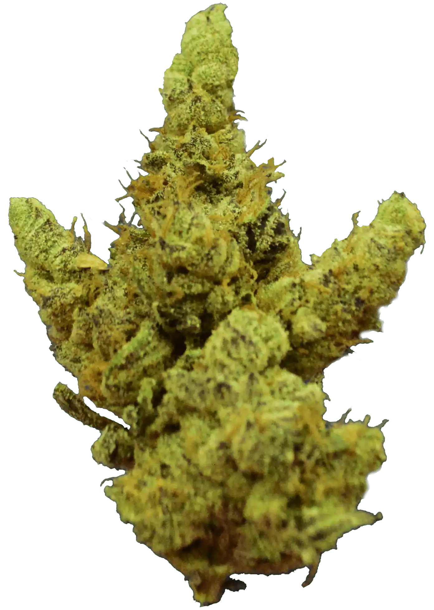 Softrim automatic bud trimmer output results example2