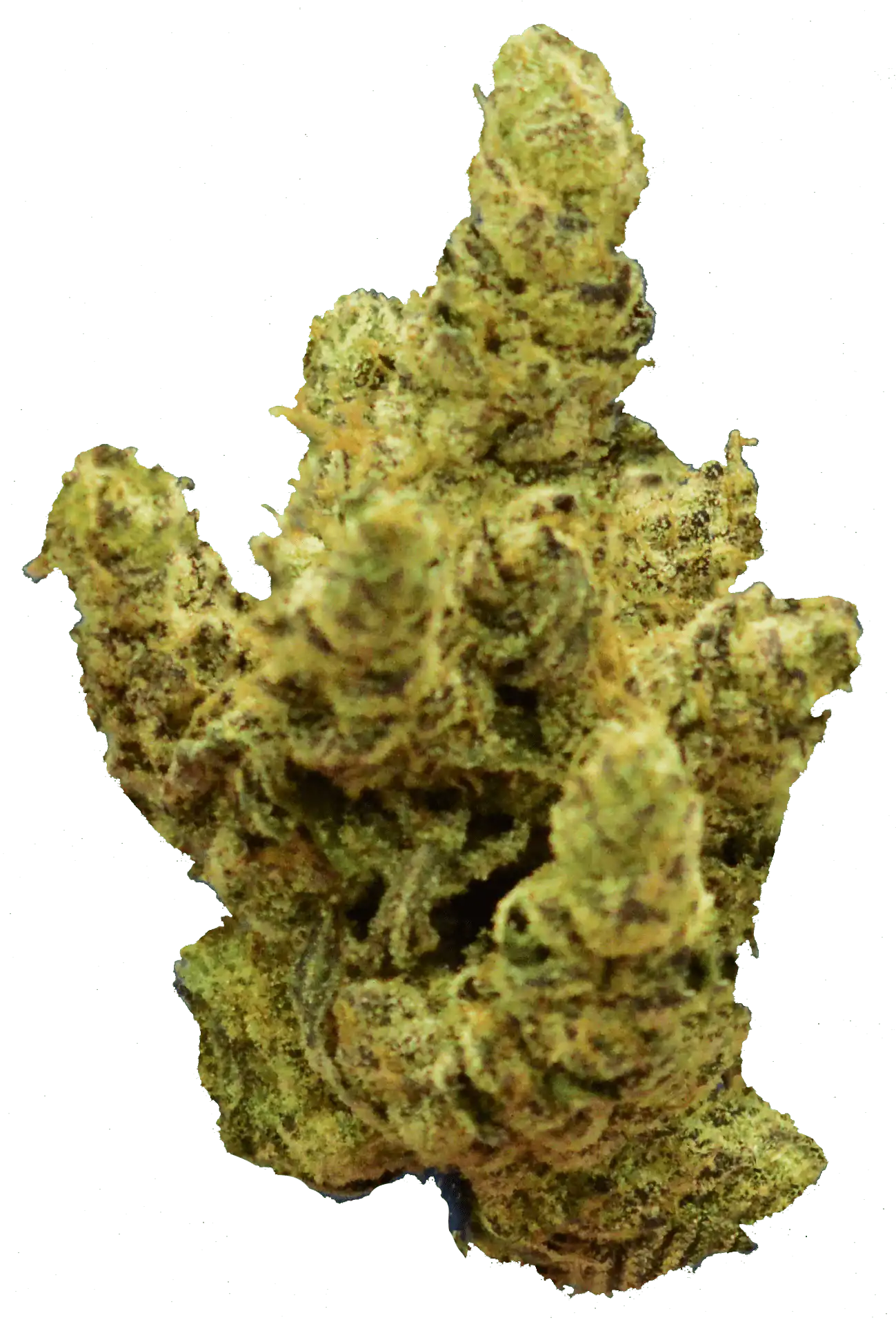 Softrim automatic bud trimmer output results example1