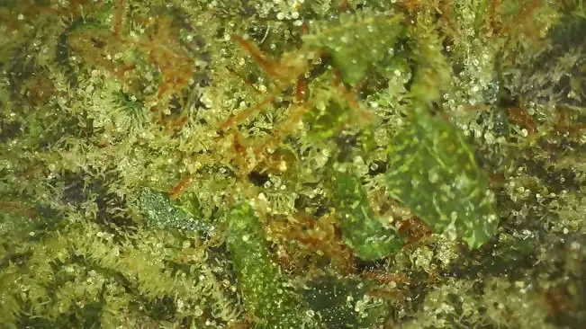 Softrim cannabis bud trimming bud close-up