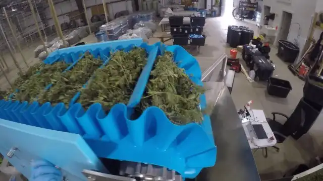 Cannabis trimmer loading buds